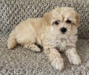 What My Puppy Rosie Taught Me About Time